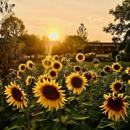 Quirindi Sunflower Motor Inn מראה חיצוני תמונה